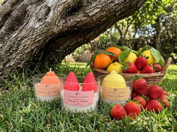 WhatsApp Image 2026-03-13 at 13.43.15